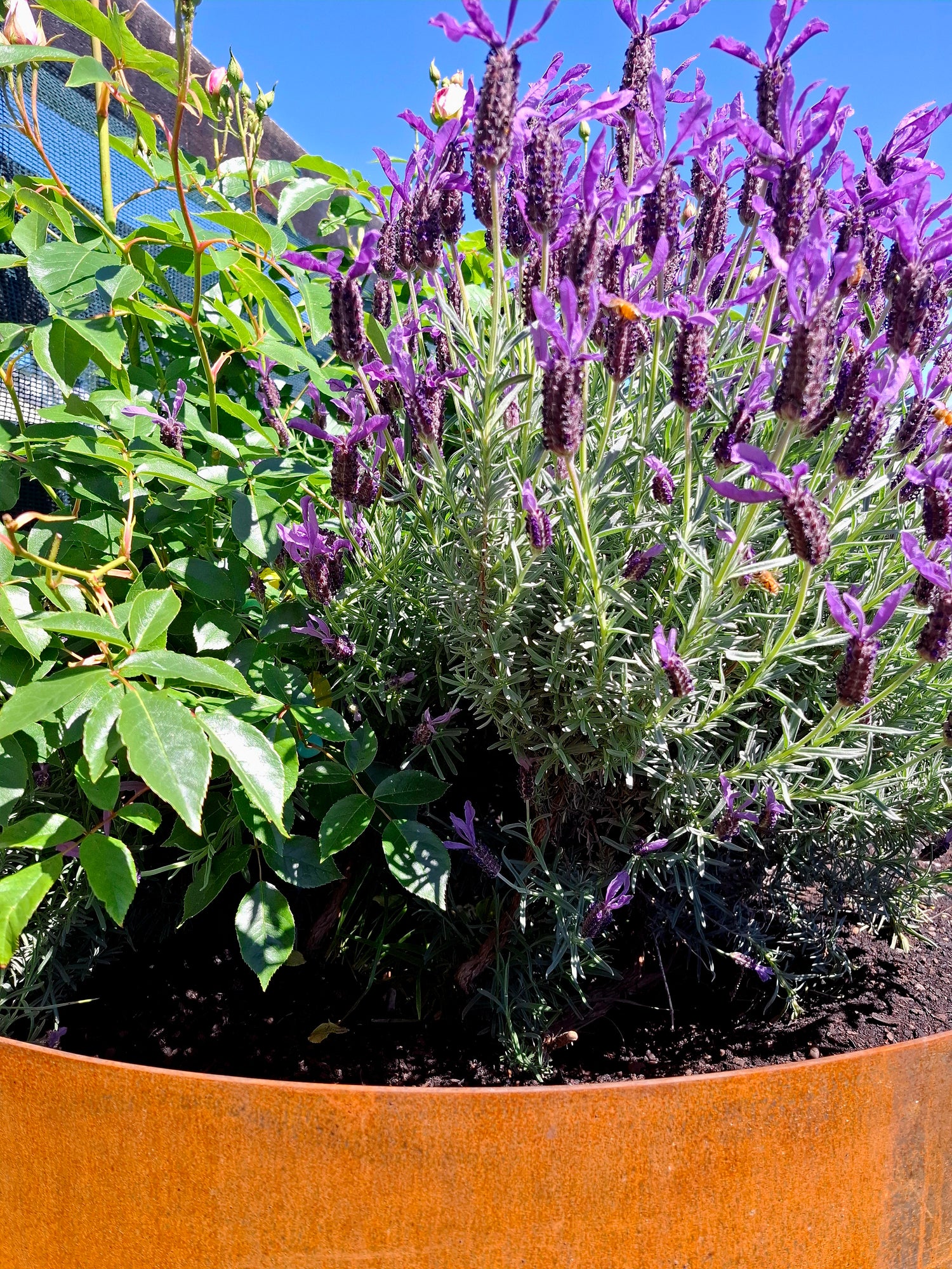 Corten steel garden edging with folded lip, straight edge, and curved sections – rusted finish adds a clean, durable border to garden beds.