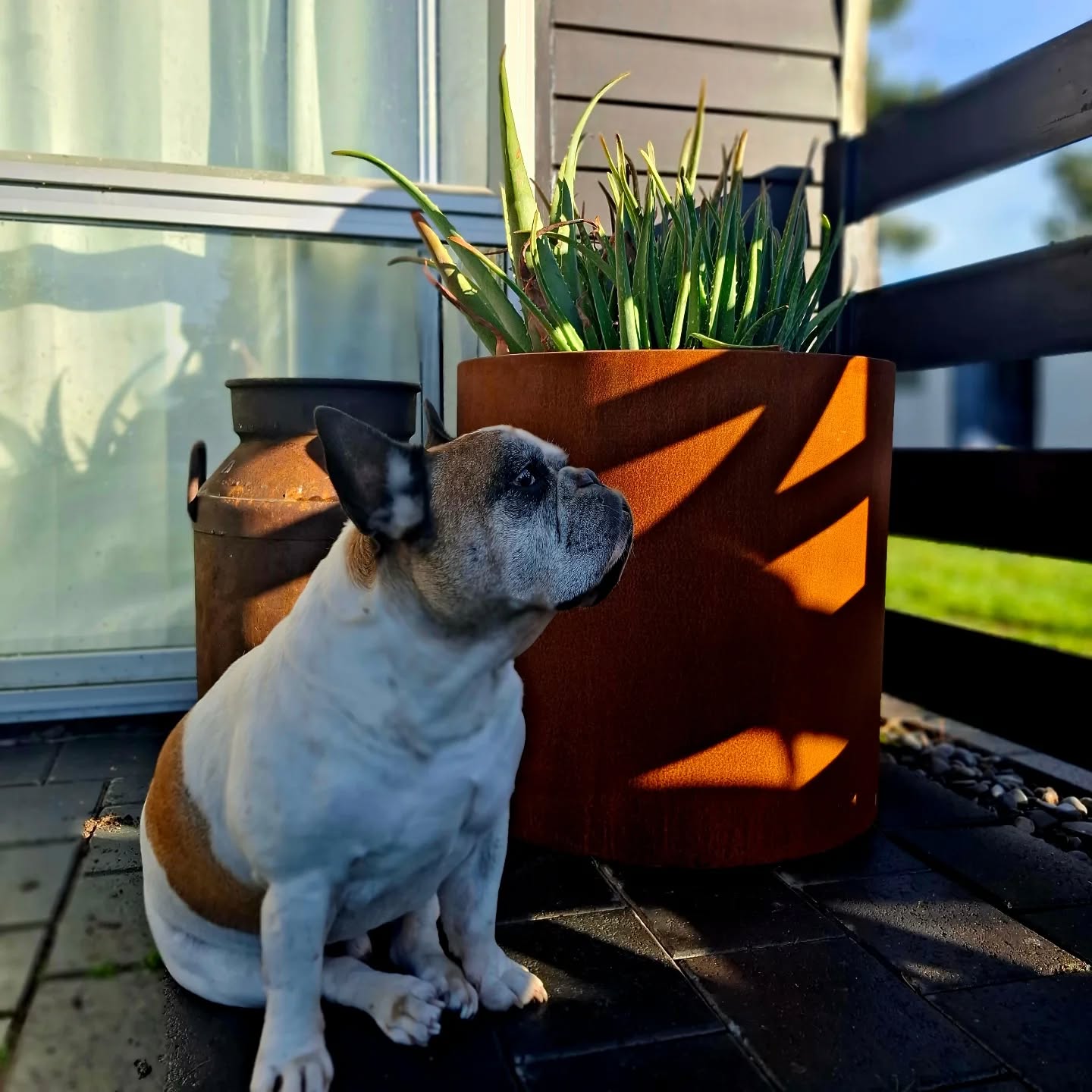 Handcrafted round steel planter in a rust finish, styled with ornamental grasses on a modern patio – durable and weather-resistant, made in New Zealand